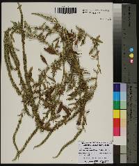 Amaranthus tuberculatus image