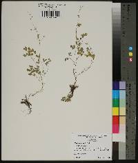 Thalictrum debile image