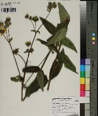 Silphium asteriscus var. latifolium image