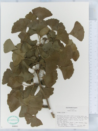 Ginkgo biloba image