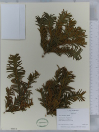 Taxus canadensis image