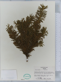 Taxus baccata image