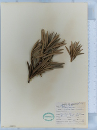 Podocarpus salignus image