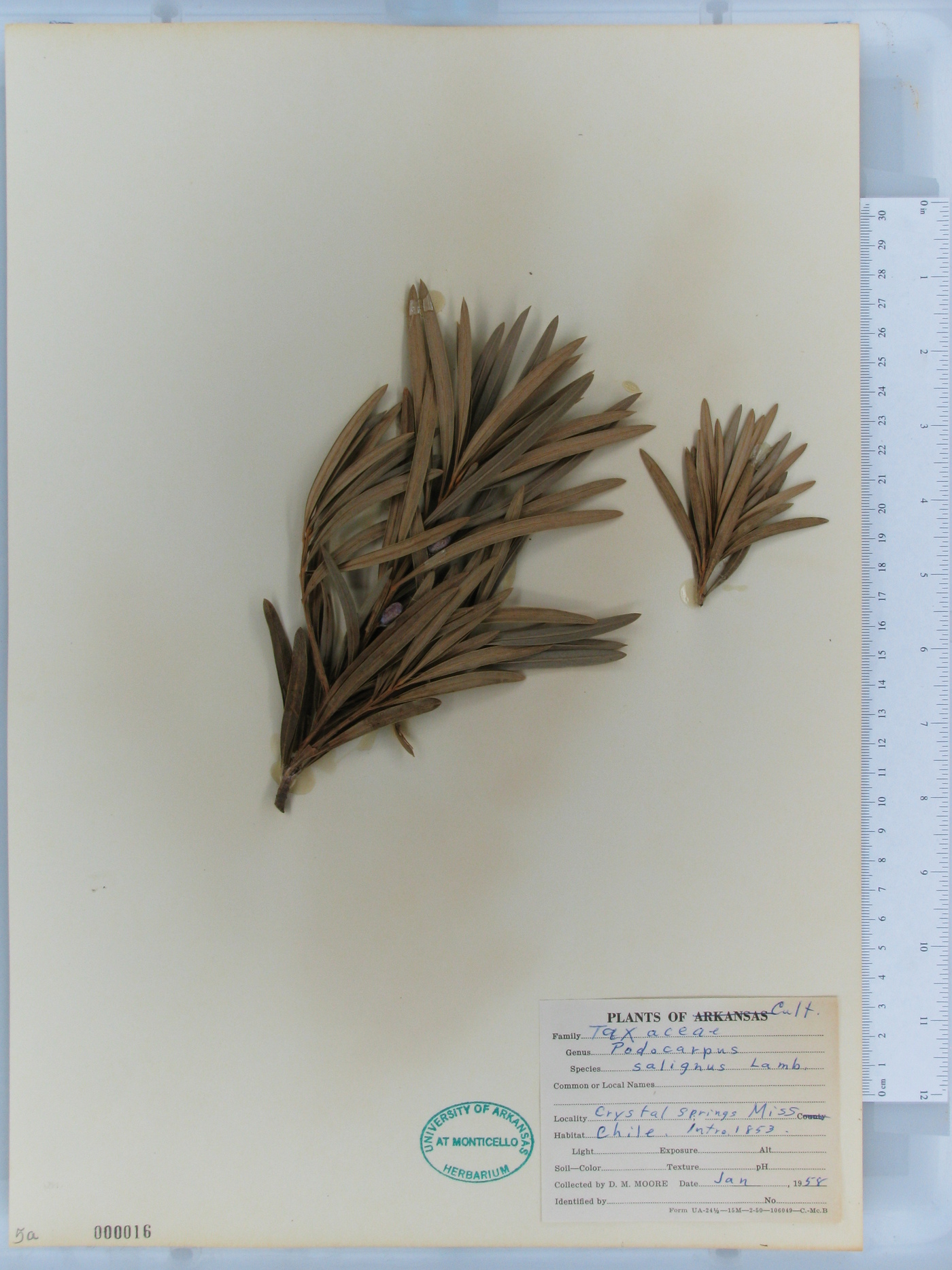 Podocarpus salignus image
