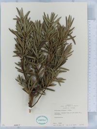 Podocarpus elongatus image