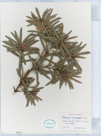 Podocarpus macrophyllus image