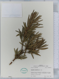 Podocarpus macrophyllus image