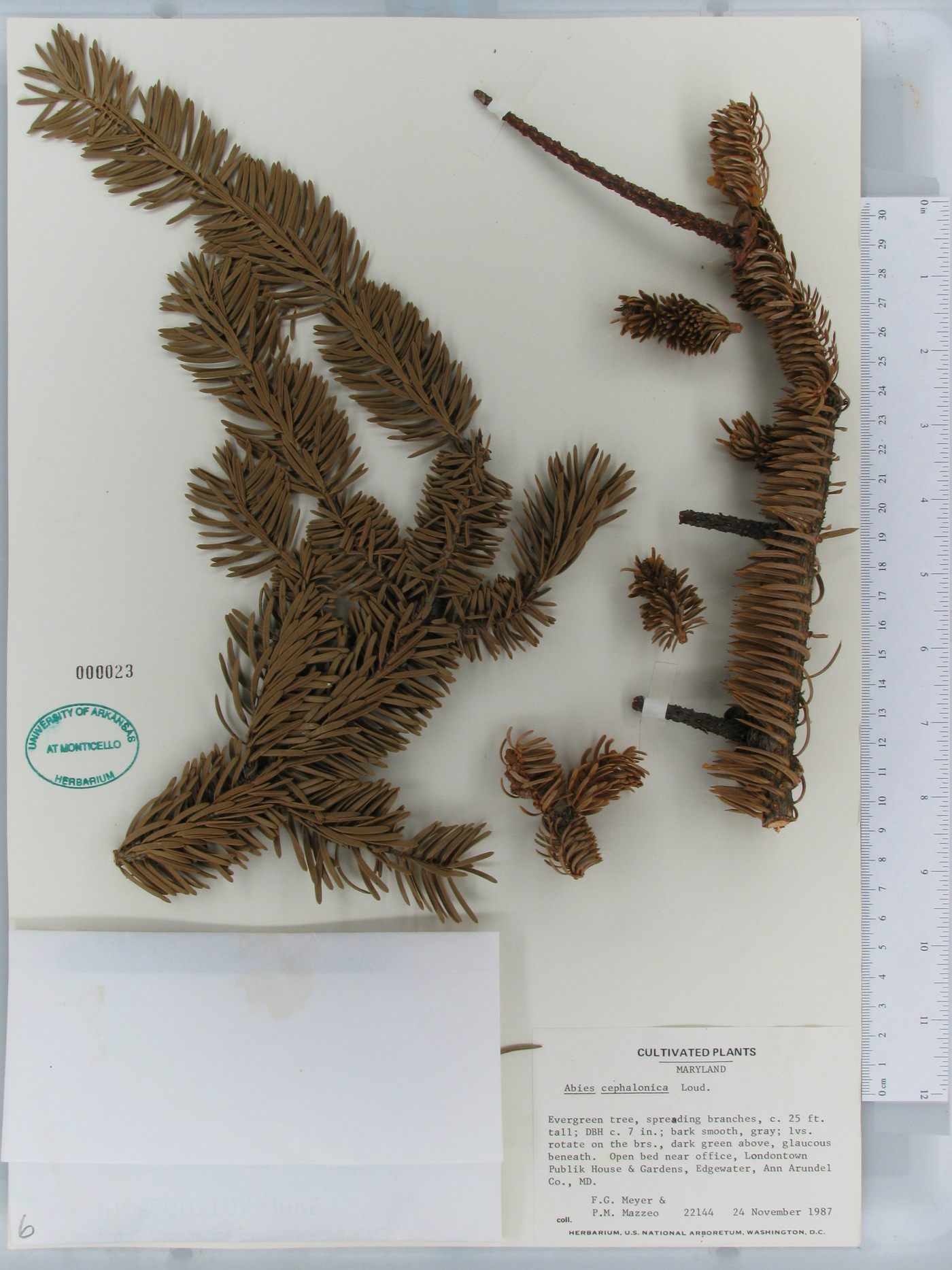 Abies cephalonica image