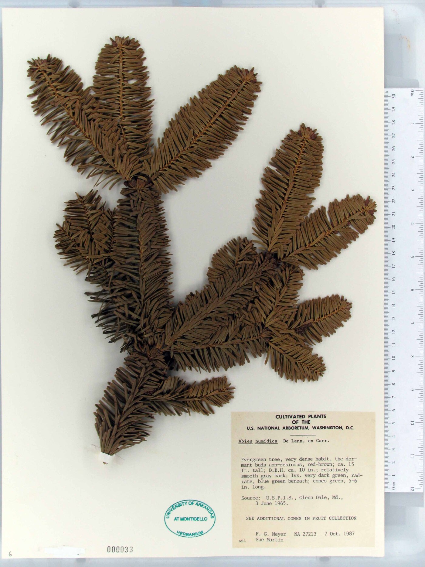 Abies numidica image