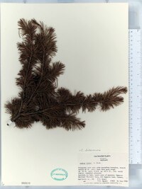 Cedrus libani image