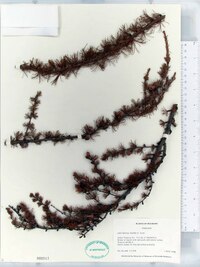 Larix laricina image