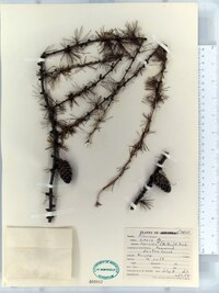 Larix laricina image