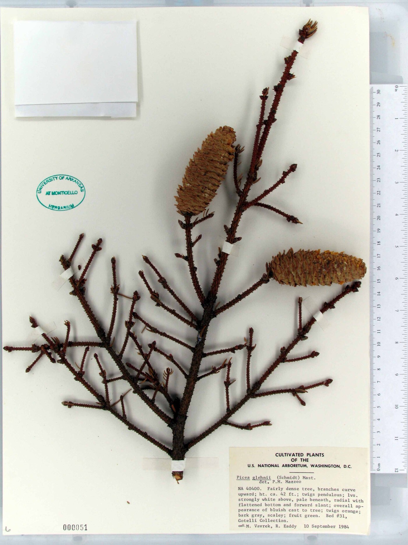 Picea glehnii image