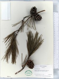 Pinus echinata image