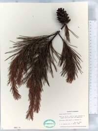 Pinus glabra image