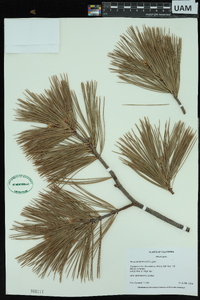 Pinus lambertiana image