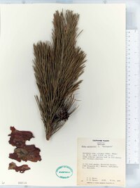 Pinus sylvestris image