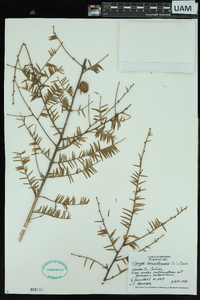 Tsuga canadensis image