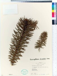 Cunninghamia lanceolata image