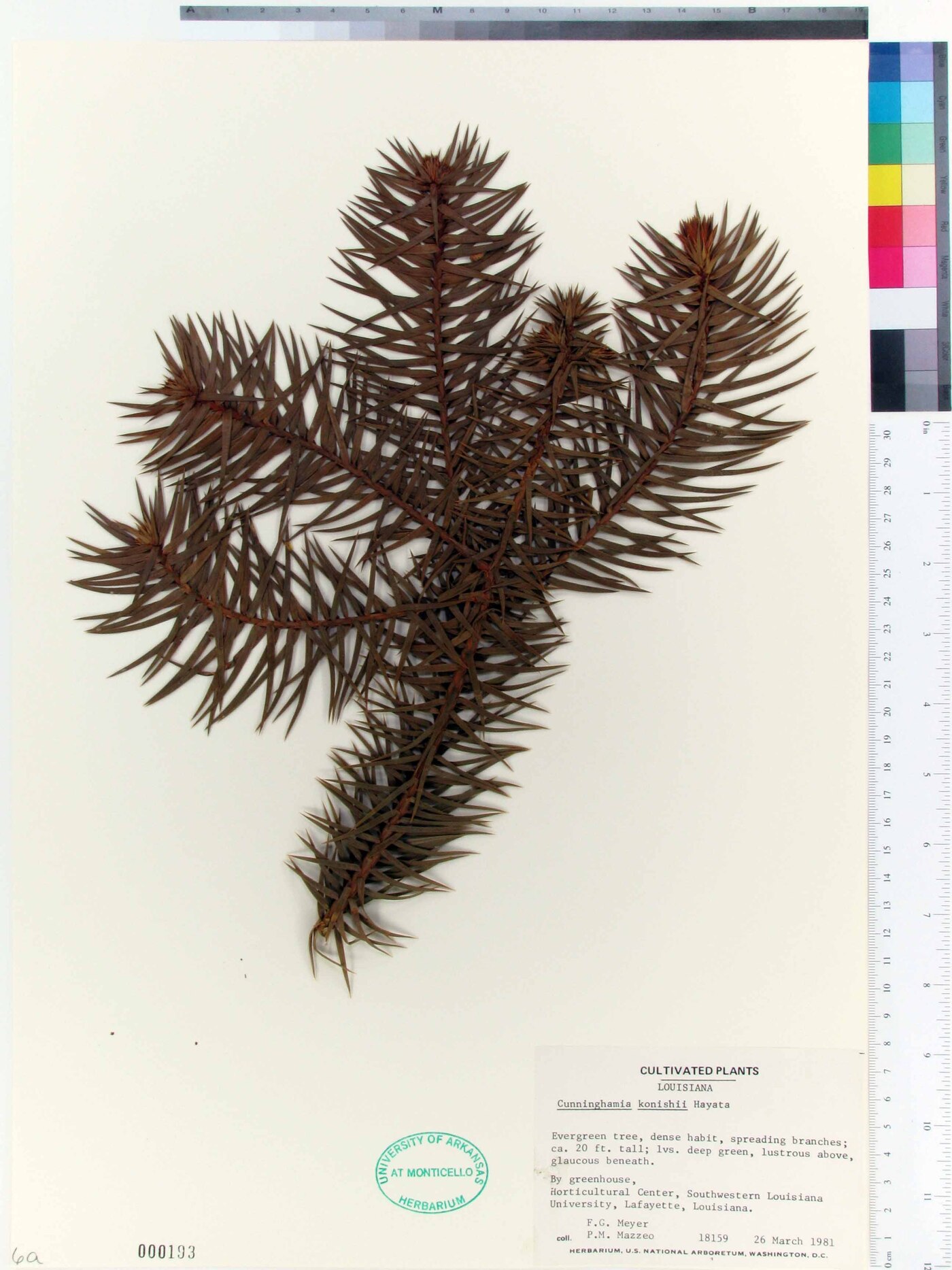 Cunninghamia konishii image