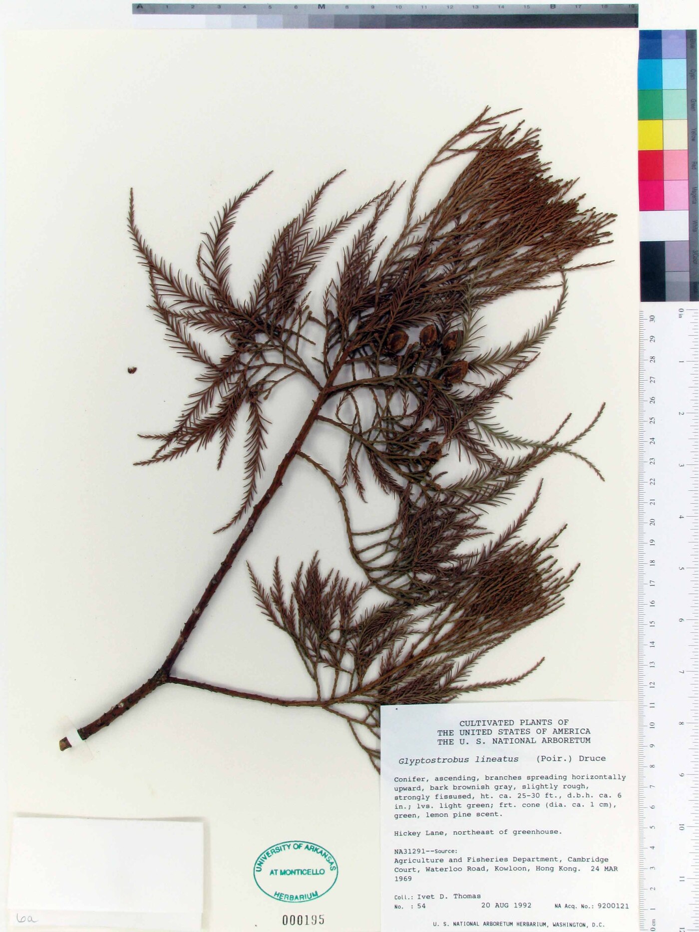 Taxodium distichum var. imbricatum image