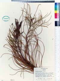 Taxodium ascendens image