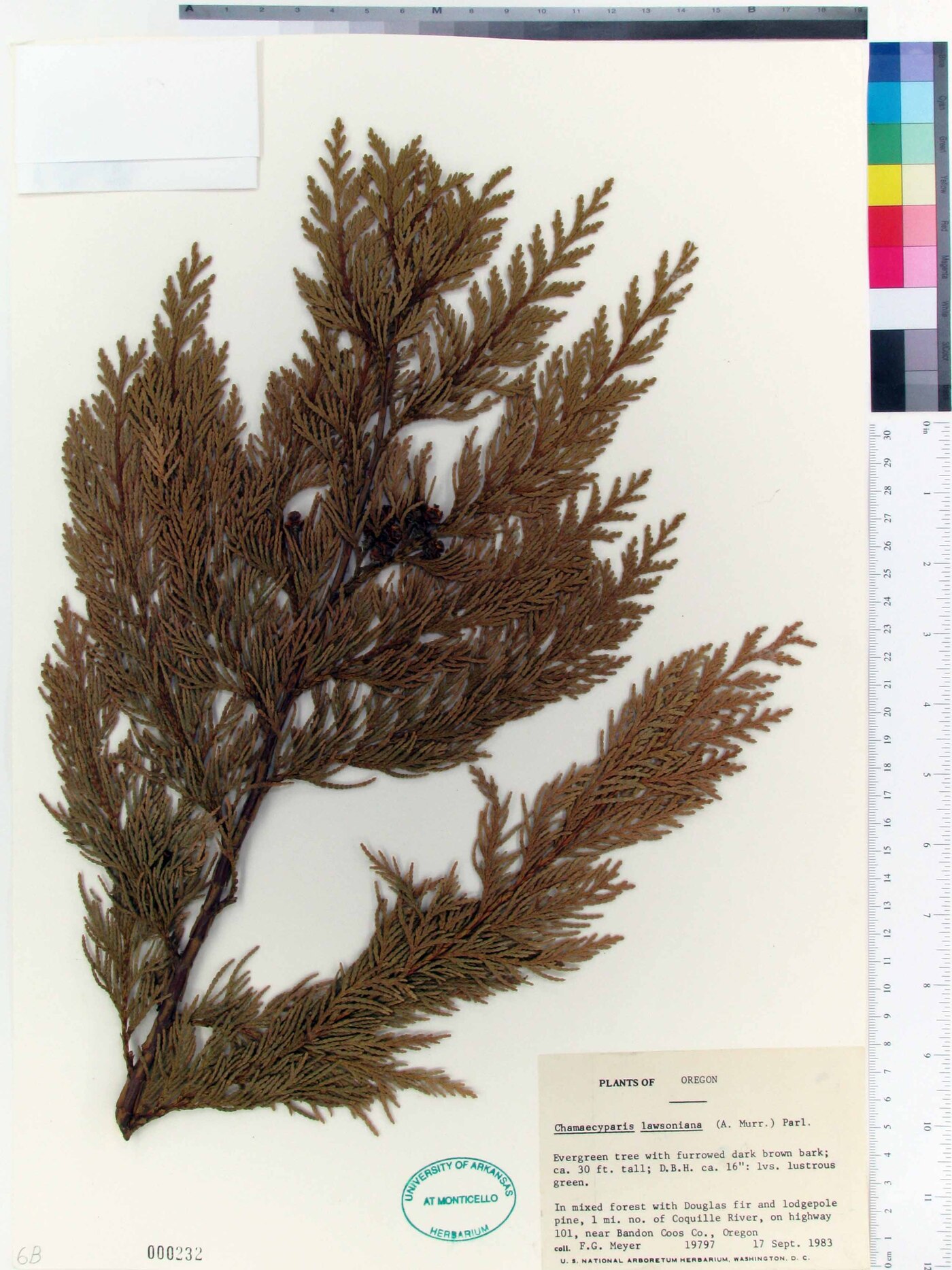 Chamaecyparis lawsoniana image