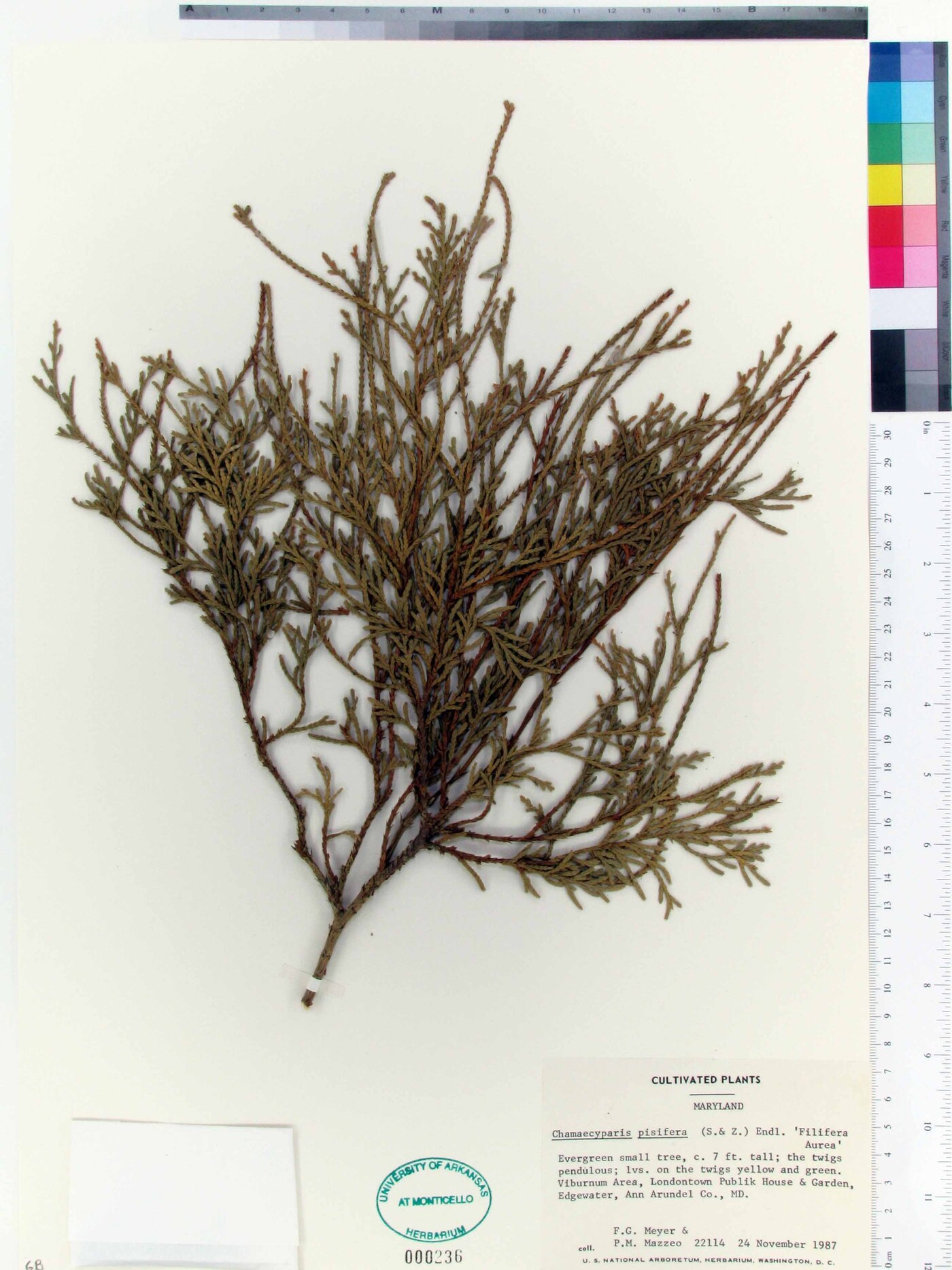 Chamaecyparis pisifera image