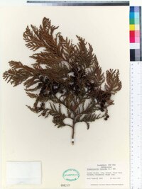 Chamaecyparis thyoides image