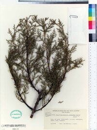 Cupressus arizonica image