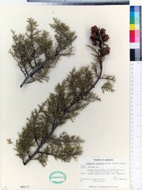 Cupressus arizonica image