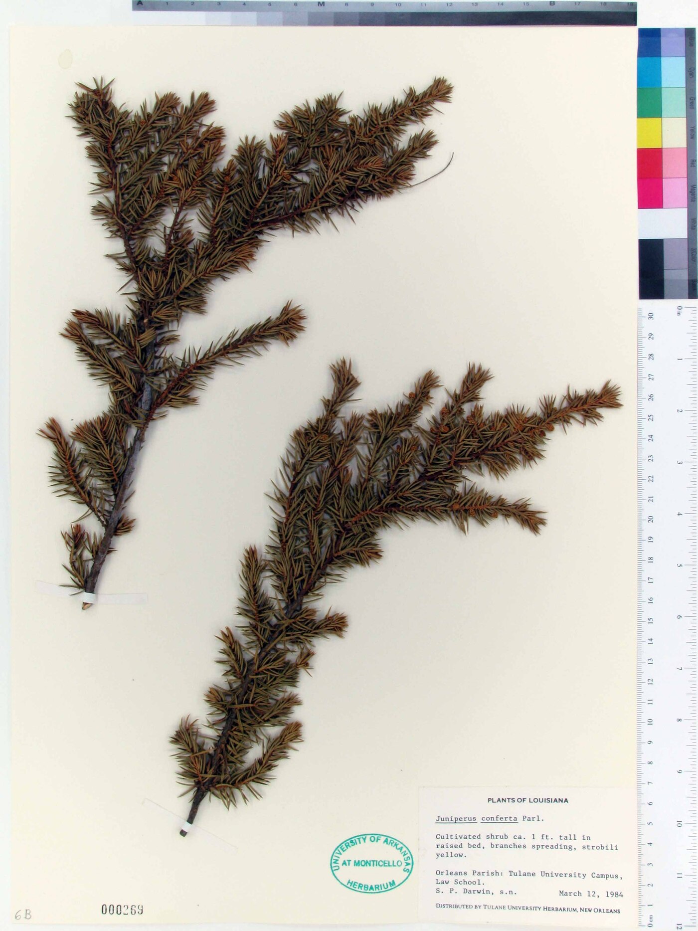 Juniperus conferta image