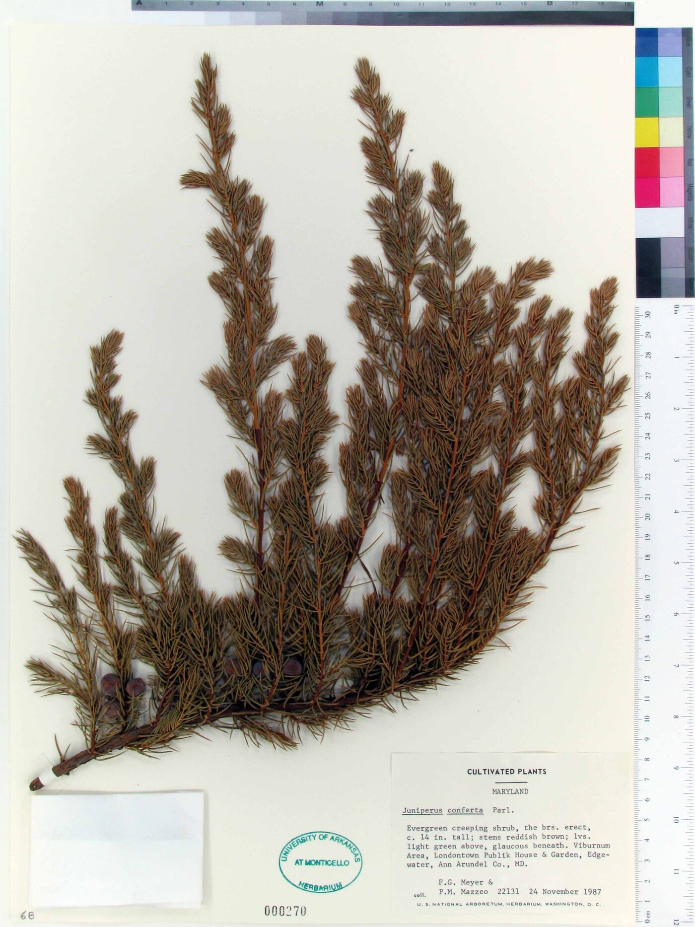 Juniperus conferta image