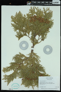 Thuja occidentalis image