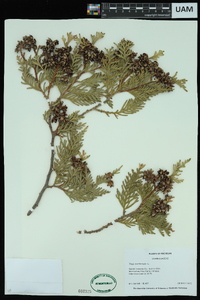 Thuja occidentalis image