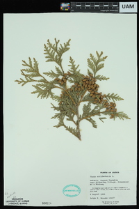 Thuja occidentalis image