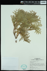 Thuja occidentalis image