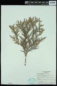 Thuja occidentalis image