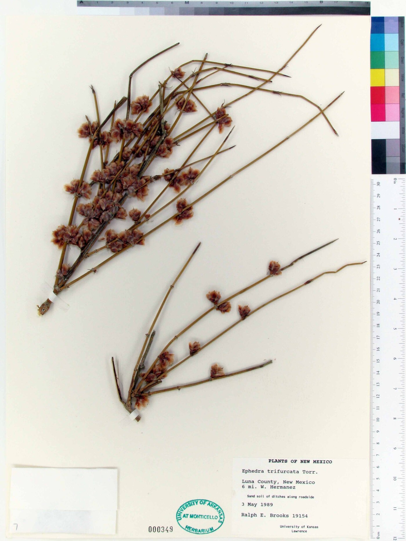 Ephedra trifurcata image