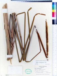 Typha domingensis image