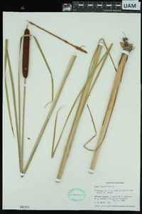 Typha angustifolia image