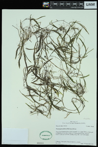 Potamogeton foliosus subsp. foliosus image