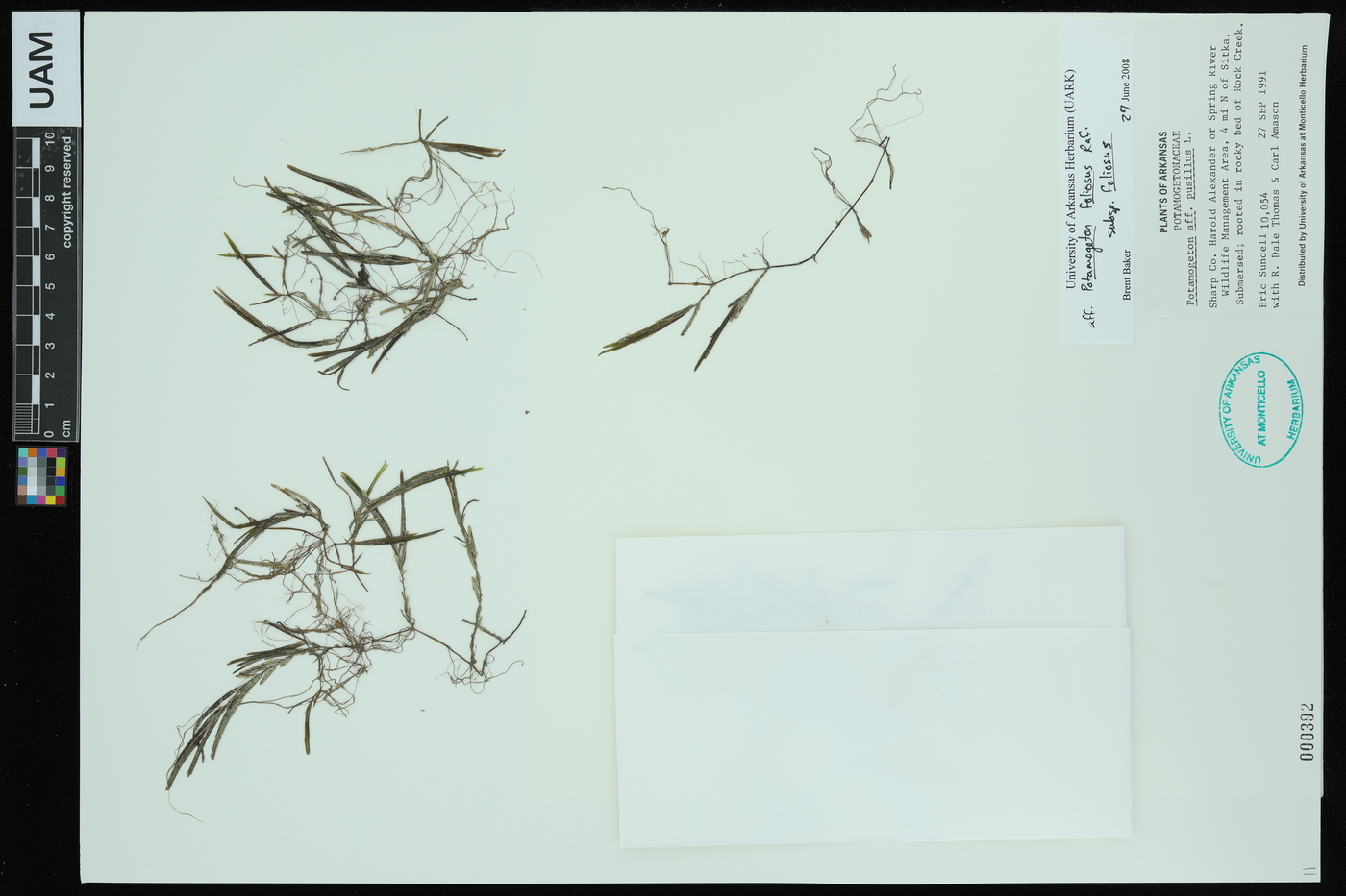 Potamogeton foliosus subsp. foliosus image