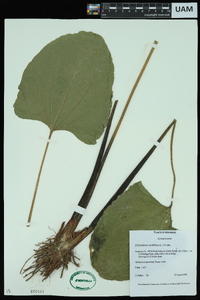 Echinodorus cordifolius image