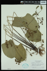 Echinodorus cordifolius image