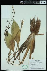 Sagittaria graminea image