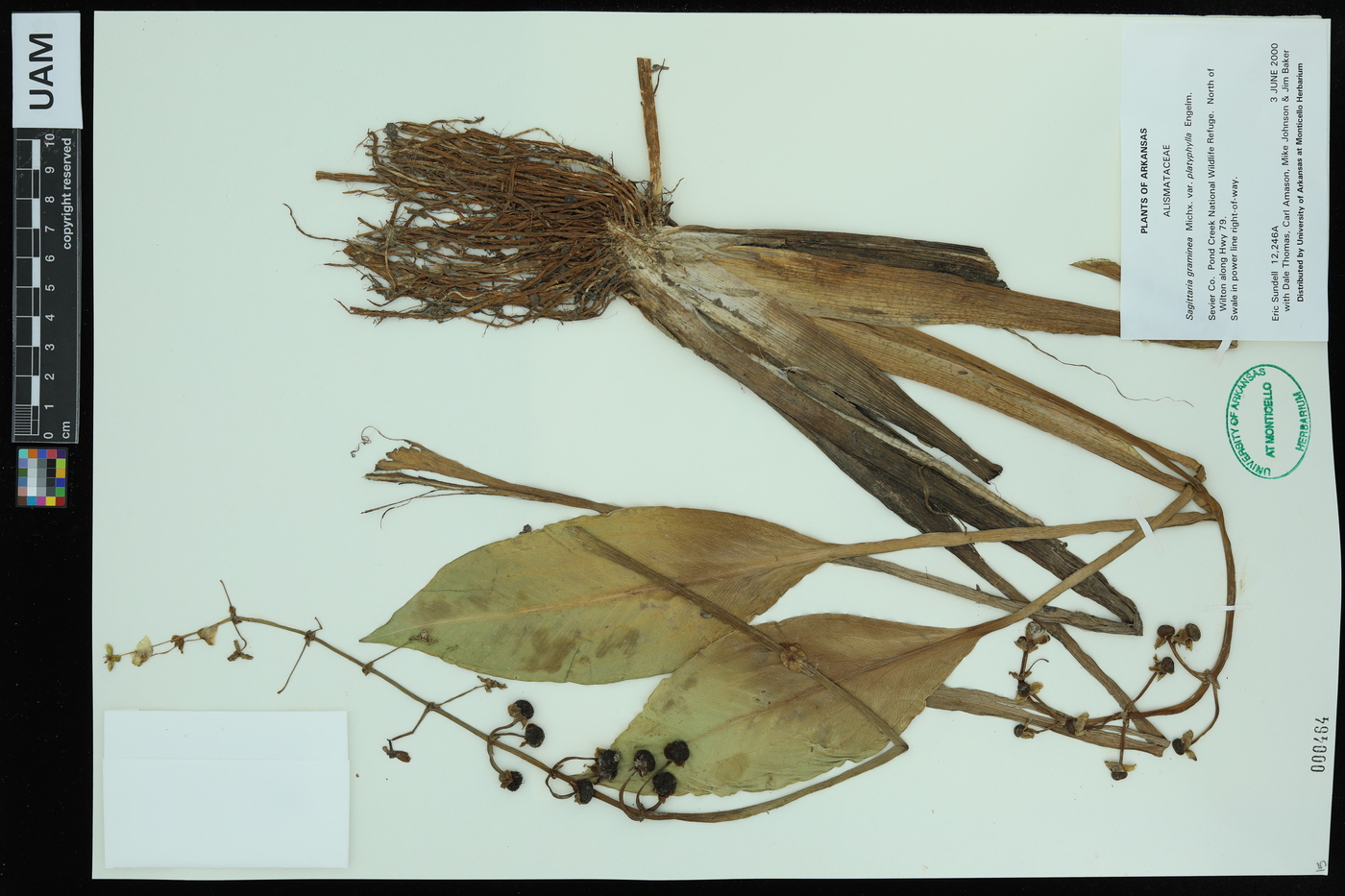 Sagittaria graminea var. platyphylla image