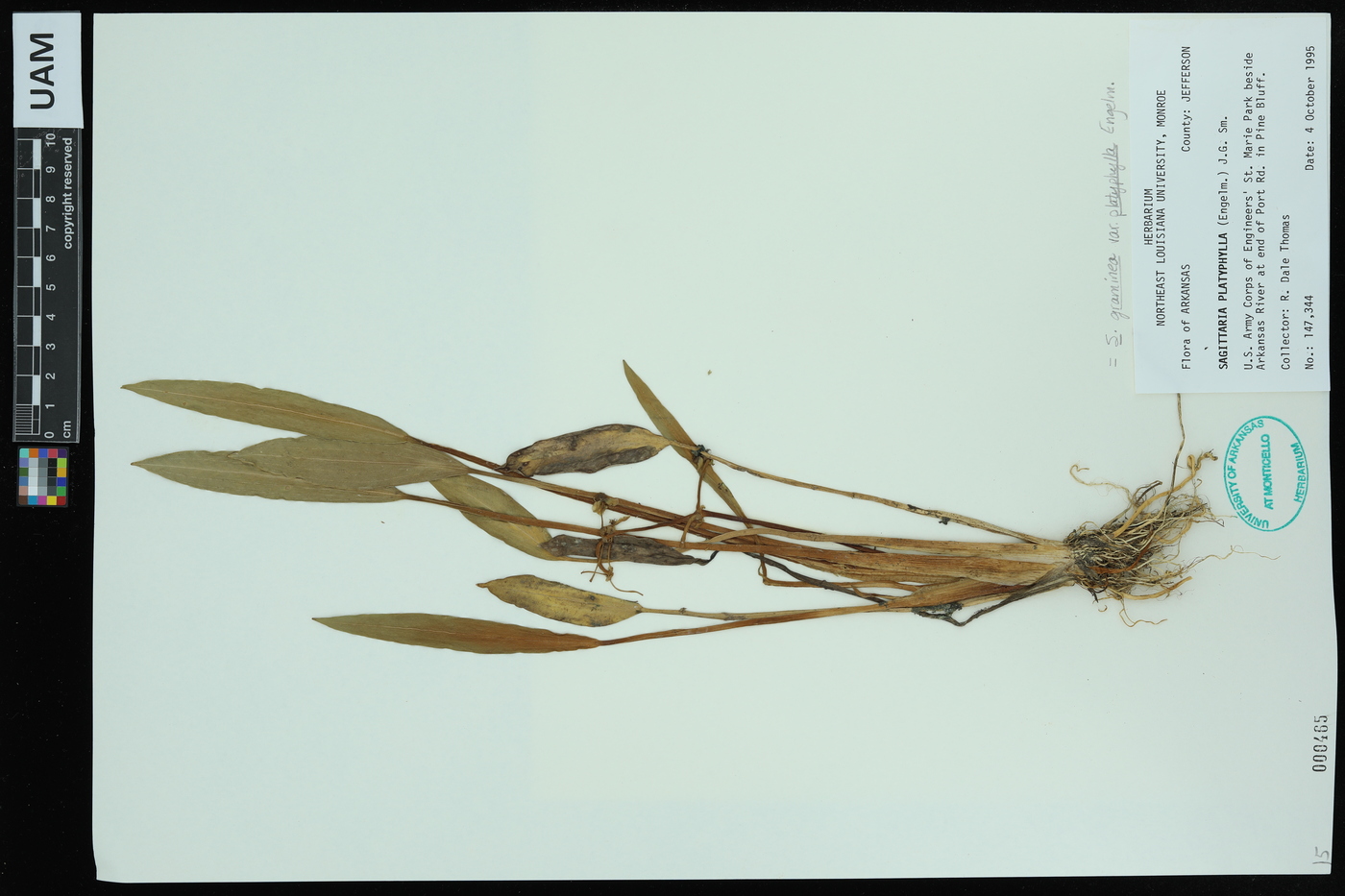 Sagittaria graminea var. platyphylla image