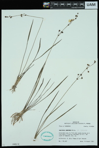 Sagittaria graminea var. graminea image