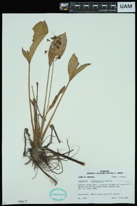 Sagittaria graminea image